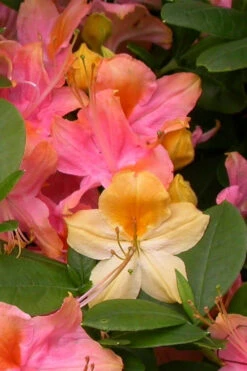 Garden Rainbow Tricolor Azalea (Rhododendron) - 6 Pack Of 1 Gallon Pots -Bush Sale Shop rhododendron garden rainbow native azalea 3