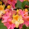 Garden Rainbow Tricolor Azalea (Rhododendron) - 6 Pack Of 1 Gallon Pots -Bush Sale Shop rhododendron garden rainbow native azalea 4