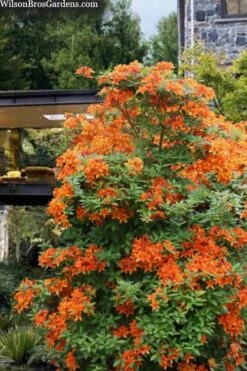 Golden Eagle Azalea (Rhododendron) - 3 Gallon Pot 10 Golden Eagle Azalea (Rhododendron) - 3 Gallon Pot -Bush Sale Shop rhododendron golden eagle azalea 7