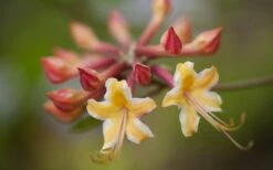 Millie Mac Native Azalea (Rhododendron) - 3 Gallon Pot -Bush Sale Shop rhododendron millie mac native azalea 10