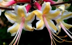 Millie Mac Native Azalea (Rhododendron) - 3 Gallon Pot -Bush Sale Shop rhododendron millie mac native azalea 15