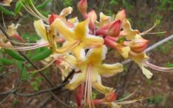 Millie Mac Native Azalea (Rhododendron) - 3 Gallon Pot -Bush Sale Shop rhododendron millie mac native azalea 2