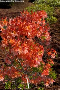 Pat Ryan Aromi Azalea (Rhododendron Hybrid) - 1 Gallon Pot -Bush Sale Shop rhododendron pat ryan native azalea 104