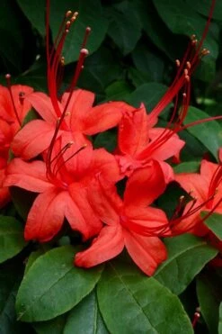 Plum Leaf Native Azalea (Rhododendron Prunifolium) - 3 Gallon Pot -Bush Sale Shop rhododendron prunifolium plum leaf azalea 3