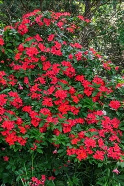 Plum Leaf Native Azalea (Rhododendron Prunifolium) - 3 Gallon Pot -Bush Sale Shop rhododendron prunifolium plum leaf azalea 5