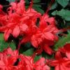 Plum Leaf Native Azalea (Rhododendron Prunifolium) - 3 Gallon Pot 1 Plum Leaf Native Azalea (Rhododendron Prunifolium) - 3 Gallon Pot -Bush Sale Shop rhododendron prunifolium plum leaf azalea 6