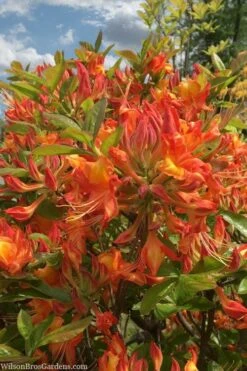 Smitty's Orange Crush Native Azalea (Rhododendron X) - 3 Gallon Pot 10 Smitty's Orange Crush Native Azalea (Rhododendron X) - 3 Gallon Pot -Bush Sale Shop rhododendron smittys orange crush native azalea 1