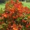 Smitty's Orange Crush Native Azalea (Rhododendron X) - 3 Gallon Pot 1 Smitty's Orange Crush Native Azalea (Rhododendron X) - 3 Gallon Pot -Bush Sale Shop rhododendron smittys orange crush native azalea 3