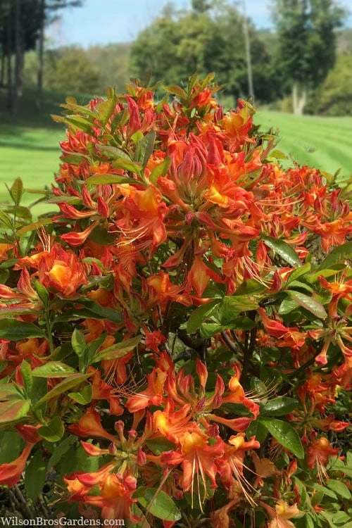 Smitty's Orange Crush Native Azalea (Rhododendron X) - 3 Gallon Pot 3 Smitty's Orange Crush Native Azalea (Rhododendron X) - 3 Gallon Pot