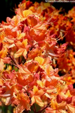 Tallulah Sunrise Native Azalea (Rhododendron) - 7 Gallon Pot -Bush Sale Shop rhododendron tallulah sunrise native azalea 102 2