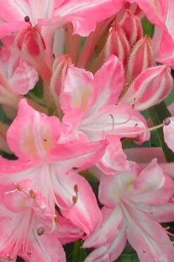 Ribbon Candy Swamp Azalea (Rhododendron Viscosum) - 3 Gallon Pot -Bush Sale Shop rhododendron viscosum ribbon candy swamp azalea 1