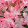 Ribbon Candy Swamp Azalea (Rhododendron Viscosum) - 2 Gallon Pot 1 Ribbon Candy Swamp Azalea (Rhododendron Viscosum) - 2 Gallon Pot -Bush Sale Shop rhododendron viscosum ribbon candy swamp azalea 2 1