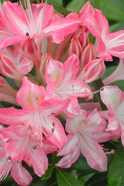 Ribbon Candy Swamp Azalea (Rhododendron Viscosum) - 1 Gallon Pot 3 Ribbon Candy Swamp Azalea (Rhododendron Viscosum) - 1 Gallon Pot