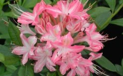 Ribbon Candy Swamp Azalea (Rhododendron Viscosum) - 3 Gallon Pot -Bush Sale Shop rhododendron viscosum ribbon candy swamp azalea 3
