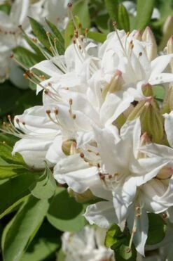 Swamp Azalea (Rhododendron Viscosum) - 3 Gallon Pot 19 Swamp Azalea (Rhododendron Viscosum) - 3 Gallon Pot -Bush Sale Shop rhododendron viscosum swamp azalea 1