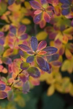 Swamp Azalea (Rhododendron Viscosum) - 3 Gallon Pot 17 Swamp Azalea (Rhododendron Viscosum) - 3 Gallon Pot -Bush Sale Shop rhododendron viscosum swamp azalea 2