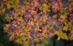 Ribbon Candy Swamp Azalea (Rhododendron Viscosum) - 1 Gallon Pot 13 Ribbon Candy Swamp Azalea (Rhododendron Viscosum) - 1 Gallon Pot -Bush Sale Shop rhododendron viscosum swamp azalea 3 2