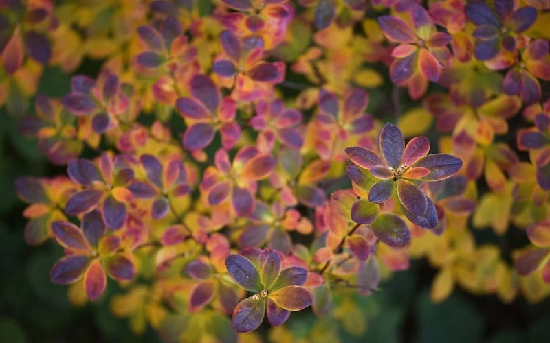 Ribbon Candy Swamp Azalea (Rhododendron Viscosum) - 1 Gallon Pot 8 Ribbon Candy Swamp Azalea (Rhododendron Viscosum) - 1 Gallon Pot - Image 6