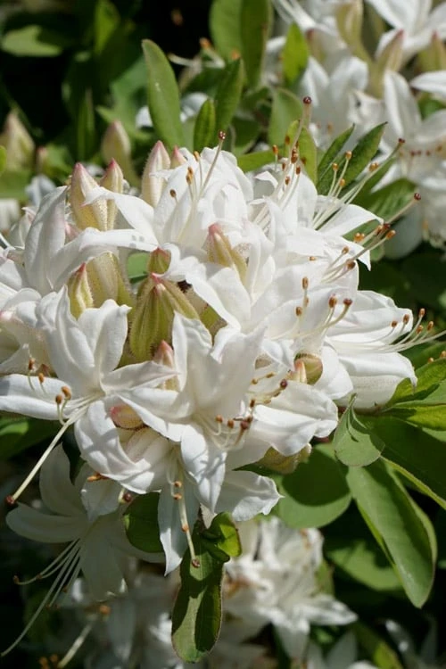 Swamp Azalea (Rhododendron Viscosum) - 3 Gallon Pot 6 Swamp Azalea (Rhododendron Viscosum) - 3 Gallon Pot - Image 4