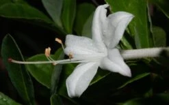 Swamp Azalea (Rhododendron Viscosum) - 3 Gallon Pot 18 Swamp Azalea (Rhododendron Viscosum) - 3 Gallon Pot -Bush Sale Shop rhododendron viscosum swamp azalea 8