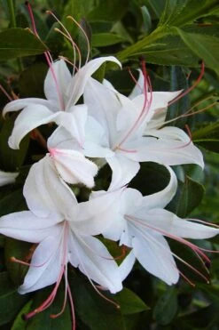 Weston's Innocence Fragrant Swamp Azalea (Rhododendron) - 3 Gallon Pot 15 Weston's Innocence Fragrant Swamp Azalea (Rhododendron) - 3 Gallon Pot -Bush Sale Shop rhododendron viscosum westons innocence native azalea 1