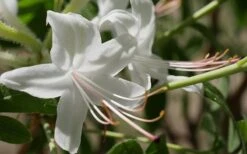Weston's Innocence Fragrant Swamp Azalea (Rhododendron) - 3 Gallon Pot 12 Weston's Innocence Fragrant Swamp Azalea (Rhododendron) - 3 Gallon Pot -Bush Sale Shop rhododendron viscosum westons innocence swamp azalea 1
