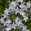 Weston's Innocence Fragrant Swamp Azalea (Rhododendron) - 3 Gallon Pot 1 Weston's Innocence Fragrant Swamp Azalea (Rhododendron) - 3 Gallon Pot -Bush Sale Shop rhododendron viscosum westons innocence swamp azalea 5