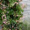 Rose Sensation Pink Climbing Hydrangea Vine - 3 Gallon Pot 1 Rose Sensation Pink Climbing Hydrangea Vine - 3 Gallon Pot -Bush Sale Shop schizophragma hydrangeoides rose sensation climbing hydrangea 101 1