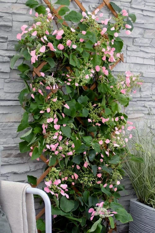 Rose Sensation Pink Climbing Hydrangea Vine - 3 Gallon Pot 10 Rose Sensation Pink Climbing Hydrangea Vine - 3 Gallon Pot - Image 8