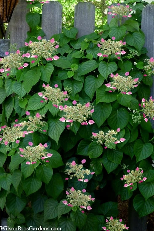 Rose Sensation Pink Climbing Hydrangea Vine - 3 Gallon Pot 8 Rose Sensation Pink Climbing Hydrangea Vine - 3 Gallon Pot - Image 6