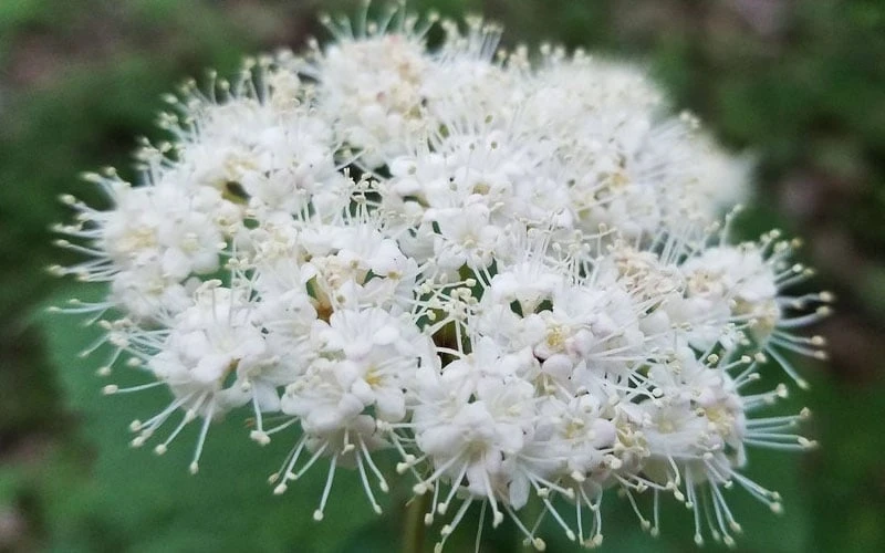 Maple Leaf Viburnum - 3 Gallon Pot 11 Maple Leaf Viburnum - 3 Gallon Pot - Image 9