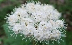 Maple Leaf Viburnum - 1 Gallon Pot 21 Maple Leaf Viburnum - 1 Gallon Pot -Bush Sale Shop viburnum acerifolium maple leaf 15