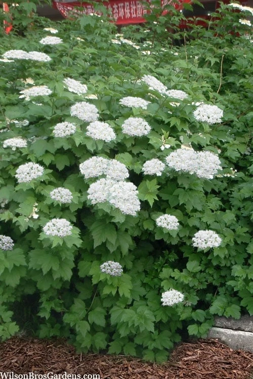 Maple Leaf Viburnum - 3 Gallon Pot 6 Maple Leaf Viburnum - 3 Gallon Pot - Image 4