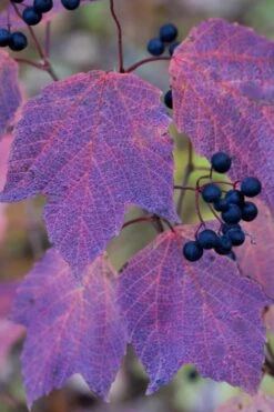 Maple Leaf Viburnum - 1 Gallon Pot 20 Maple Leaf Viburnum - 1 Gallon Pot -Bush Sale Shop viburnum acerifolium maple leaf 3