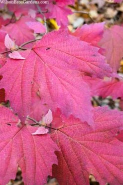 Maple Leaf Viburnum - 1 Gallon Pot 19 Maple Leaf Viburnum - 1 Gallon Pot -Bush Sale Shop viburnum acerifolium maple leaf 8 1