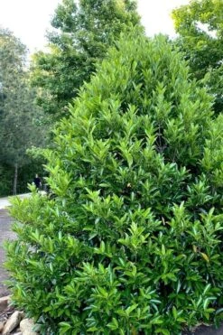 Mirror Leaf Sweet Viburnum - 1 Gallon Pot 10 Mirror Leaf Sweet Viburnum - 1 Gallon Pot -Bush Sale Shop viburnum awabuki chindo 3 2