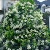 Mirror Leaf Sweet Viburnum - 7 Gallon Pot (3-4') 2 Mirror Leaf Sweet Viburnum - 7 Gallon Pot (3-4') -Bush Sale Shop viburnum awabuki chindo 30