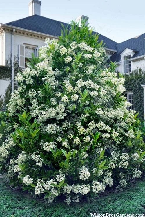 Mirror Leaf Sweet Viburnum - 7 Gallon Pot (3-4') 3 Mirror Leaf Sweet Viburnum - 7 Gallon Pot (3-4')