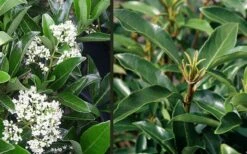 Mirror Leaf Sweet Viburnum - 7 Gallon Pot (2-3') 11 Mirror Leaf Sweet Viburnum - 7 Gallon Pot (2-3') -Bush Sale Shop viburnum awabuki chindo 4 3