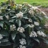 David Viburnum - 3 Gallon Pot -Bush Sale Shop viburnum davidii 18