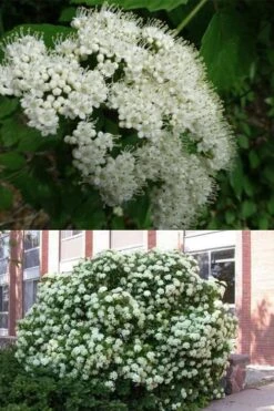 Arrowwood Viburnum - 3 Gallon Pot 13 Arrowwood Viburnum - 3 Gallon Pot -Bush Sale Shop viburnum dentatum arrowwood 3