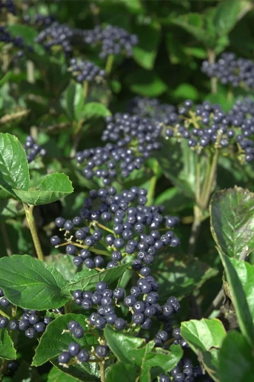 Arrowwood Viburnum - 3 Gallon Pot 3 Arrowwood Viburnum - 3 Gallon Pot