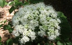 Arrowwood Viburnum - 3 Gallon Pot 14 Arrowwood Viburnum - 3 Gallon Pot -Bush Sale Shop viburnum dentatum arrowwood 5