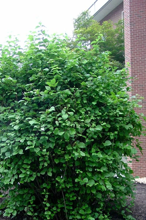 Arrowwood Viburnum - 3 Gallon Pot 8 Arrowwood Viburnum - 3 Gallon Pot - Image 6