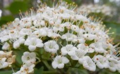 Mohican Arrowwood Viburnum - 6 Gallon Pot (4-5') -Bush Sale Shop viburnum lantana mohican 1