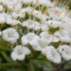 Mohican Arrowwood Viburnum - 6 Gallon Pot (4-5') 2 Mohican Arrowwood Viburnum - 6 Gallon Pot (4-5') -Bush Sale Shop viburnum lantana mohican 2