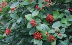 Mohican Arrowwood Viburnum - 6 Gallon Pot (4-5') -Bush Sale Shop viburnum lantana mohican 3