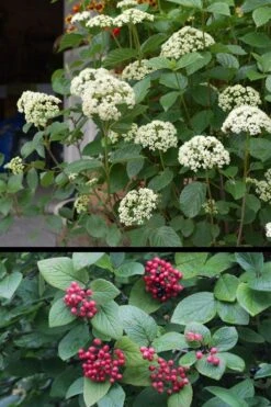 Mohican Arrowwood Viburnum - 6 Gallon Pot (4-5') -Bush Sale Shop viburnum lantana mohican 4
