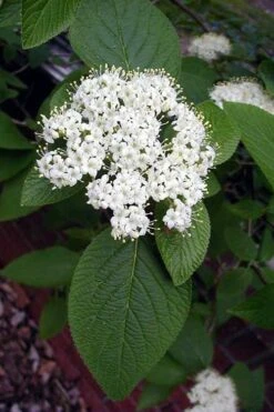 Mohican Arrowwood Viburnum - 6 Gallon Pot (4-5') -Bush Sale Shop viburnum lantana mohican 5