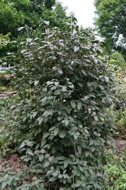 Mohican Arrowwood Viburnum - 6 Gallon Pot (4-5') -Bush Sale Shop viburnum lantana mohican 6